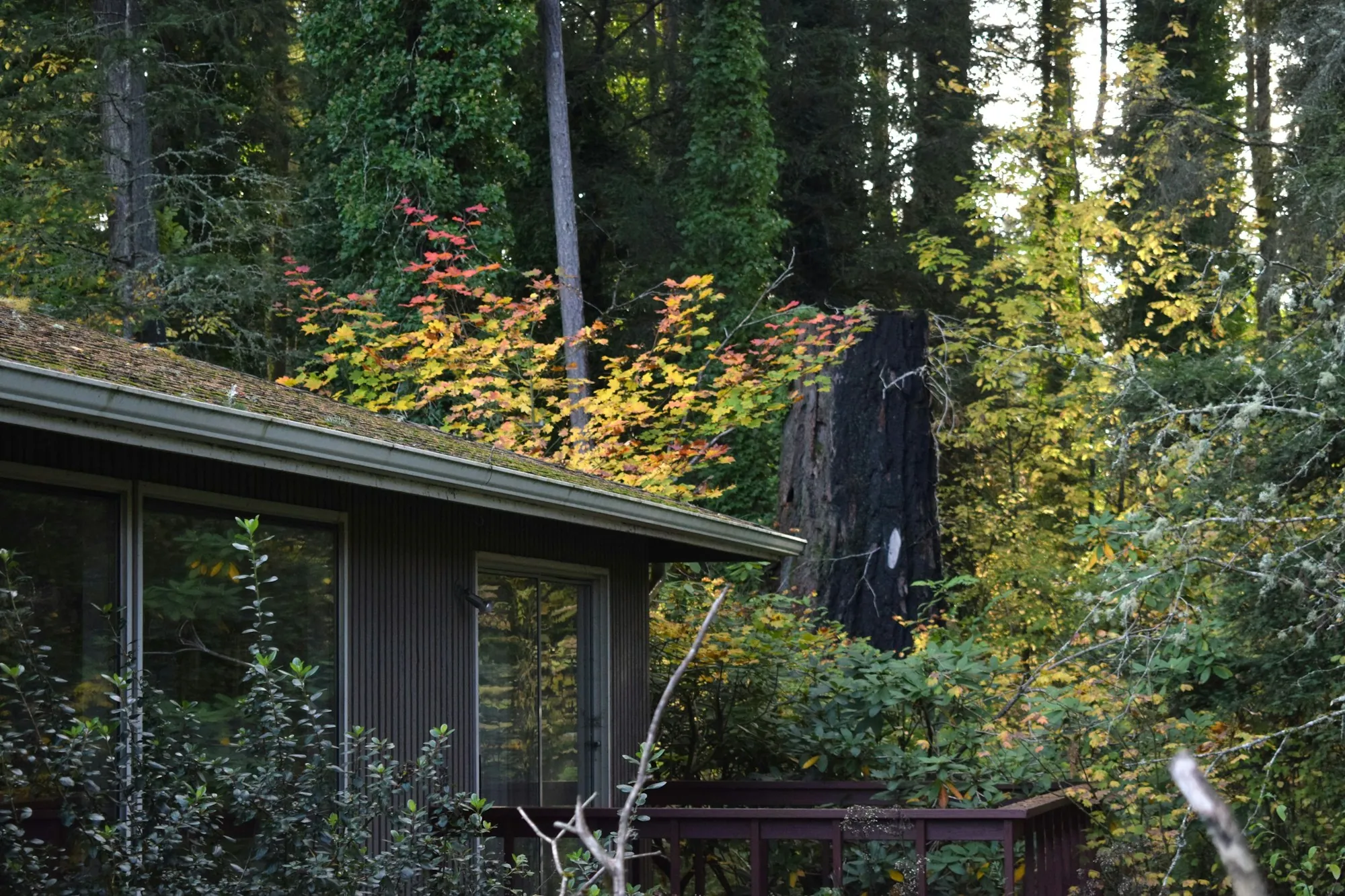 A mid-century home surrounded by tall evergreens